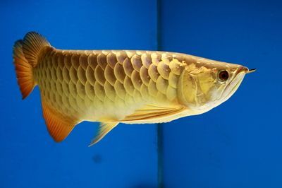 關于金龍魚的信息：關于金龍魚的一些基本信息你必須知道