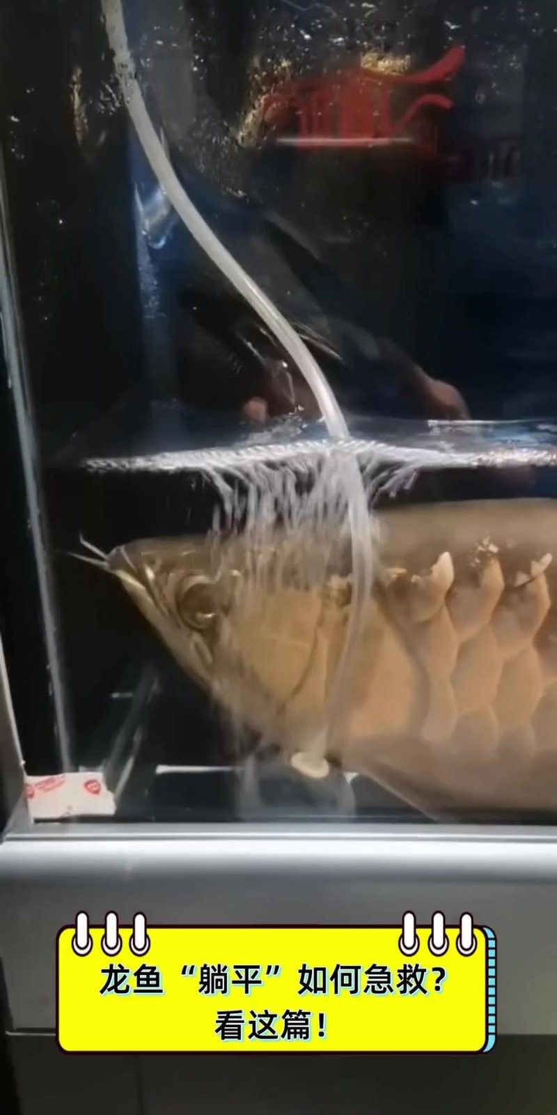 龍魚沉尾后如何急救？