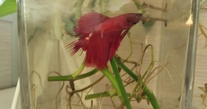 龍魚沉尾后如何急救？