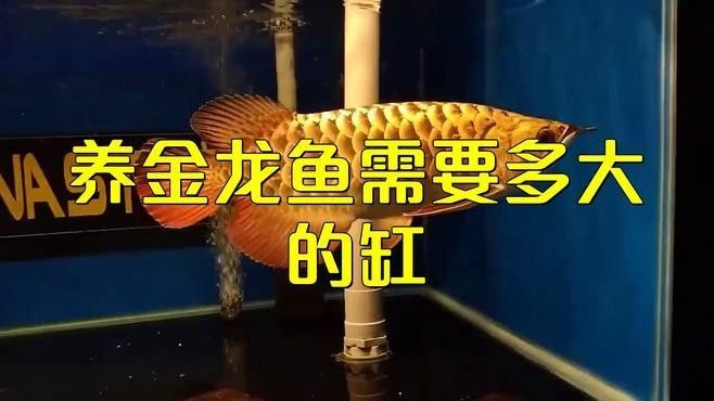 龍魚魚缸寬度最低要求