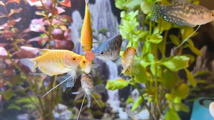 養(yǎng)曼龍魚怎么造景好看圖片