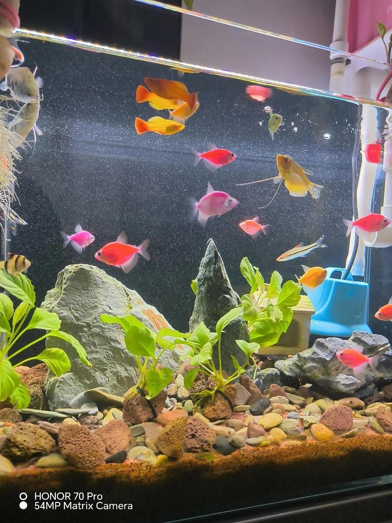 養(yǎng)曼龍魚怎么造景好看圖片