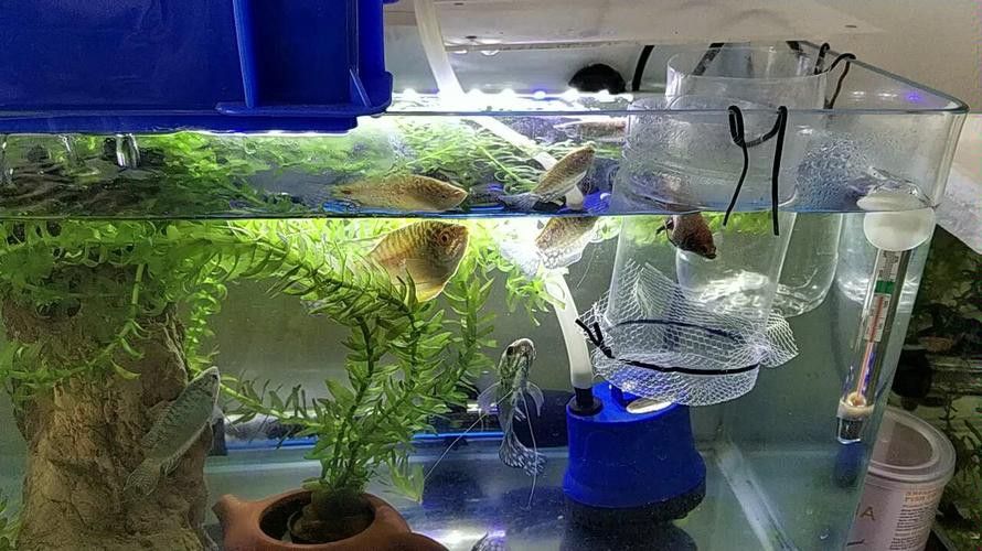 養(yǎng)曼龍魚怎么造景好看圖片