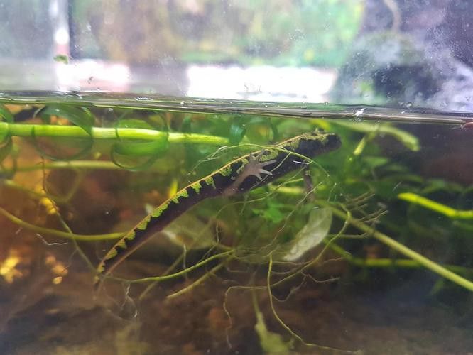 養(yǎng)曼龍魚怎么造景好看圖片