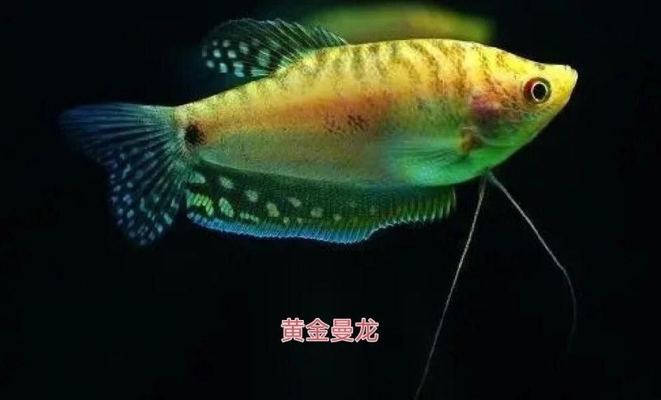 養(yǎng)曼龍魚怎么造景好看圖片