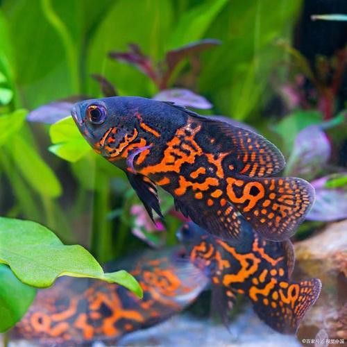養(yǎng)曼龍魚怎么造景好看圖片