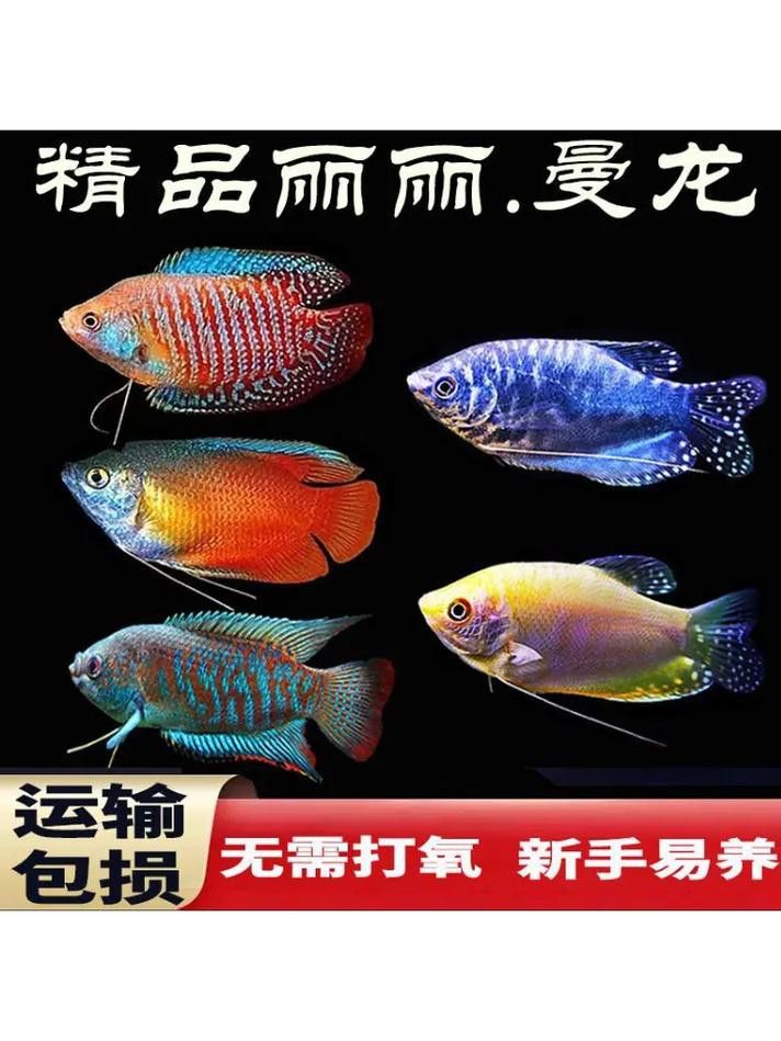 養(yǎng)曼龍魚怎么造景好看圖片