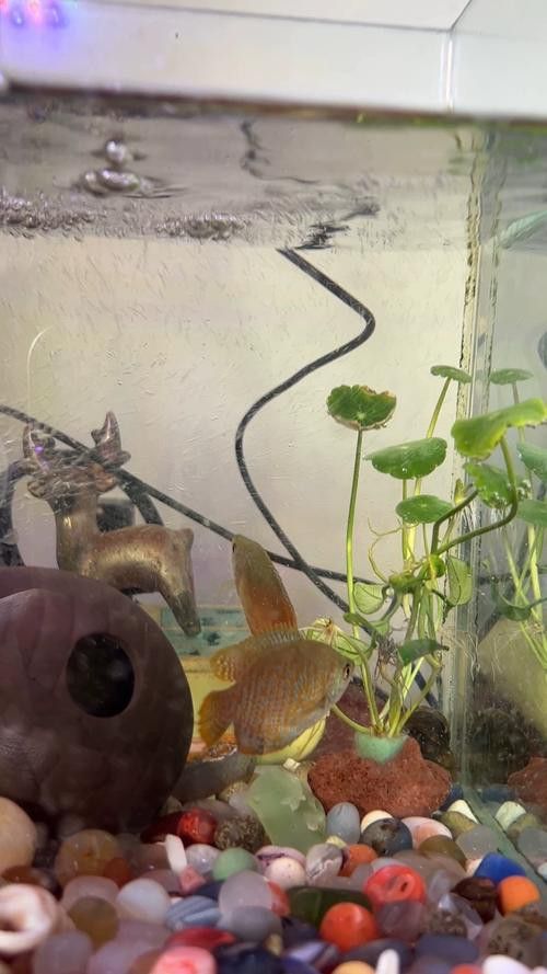 養(yǎng)曼龍魚怎么造景好看圖片