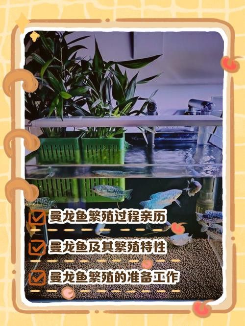 養(yǎng)曼龍魚怎么造景好看圖片