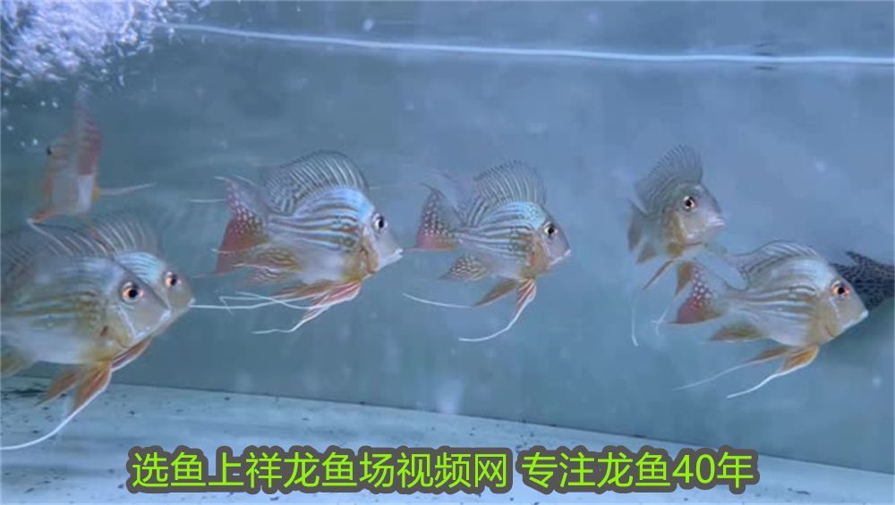 龍魚養殖場都喂大麥蟲可以嗎視頻：龍魚養殖場都喂大麥蟲可以嗎？全面解析龍魚飼料選擇