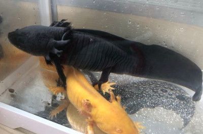 龍魚怎么訓練吃食兇猛的動作呢：如何訓練龍魚吃食兇猛的動作