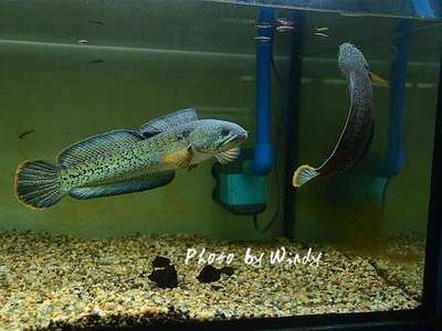 龍魚在下層不動：龍魚在底部不動是怎么回事
