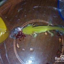 龍魚在下層不動：龍魚在底部不動是怎么回事