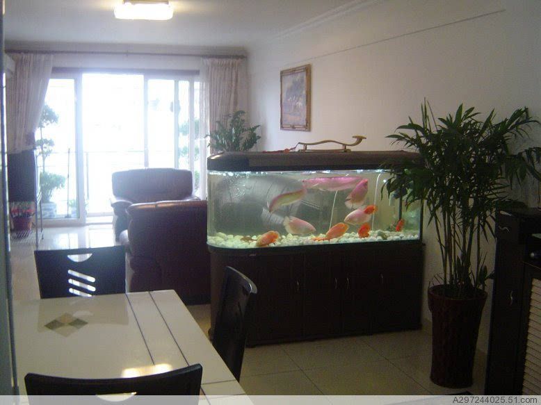 龍魚撞魚缸寓意著什么意思:龍魚撞魚缸寓意是什么? 龍魚百科 第2張 龍魚撞魚缸寓意著什么意思:龍魚撞魚缸寓意是什么? 龍魚撞魚缸寓意著什么意思:龍魚撞魚缸寓意是什么? 龍魚百科 第2張