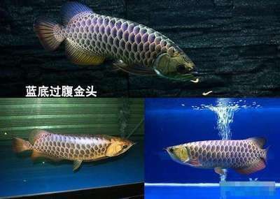 如何區(qū)分金龍魚的品質(zhì)快速區(qū)分金龍魚的品質(zhì)和品質(zhì)：如何判斷金龍魚的品質(zhì)