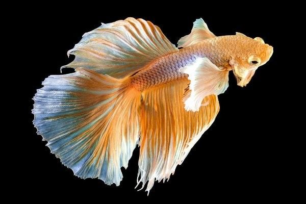 龍魚和金魚哪個好養活