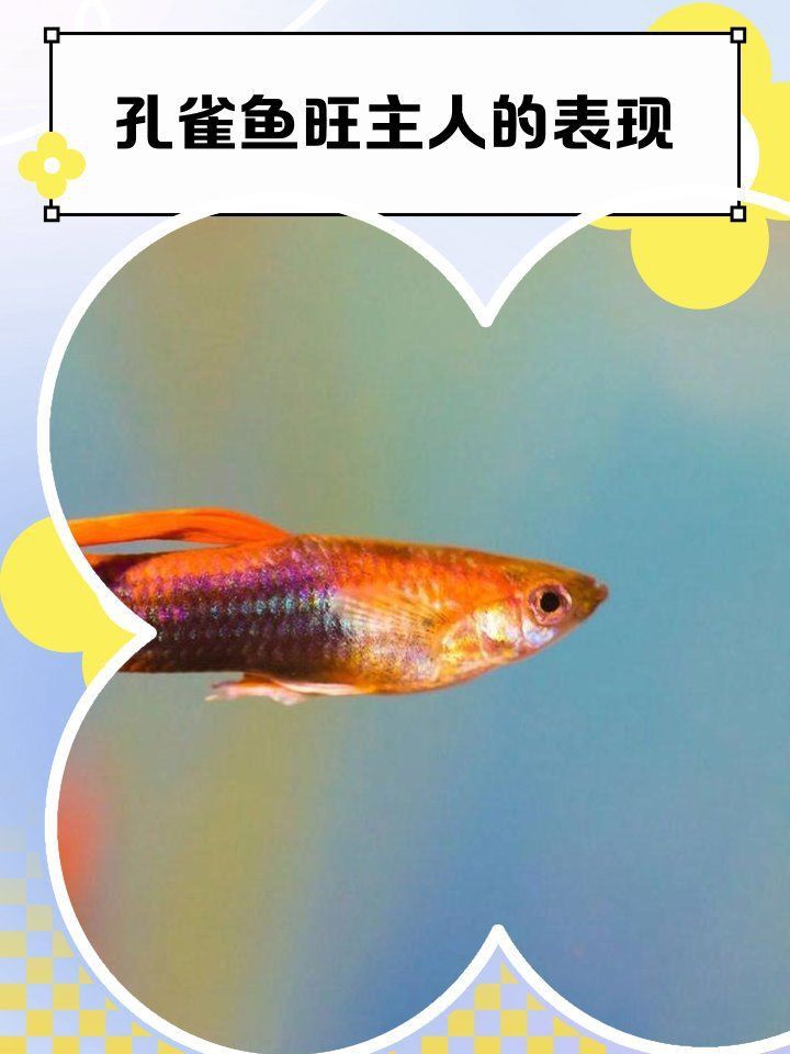 孔雀魚是風水魚嗎