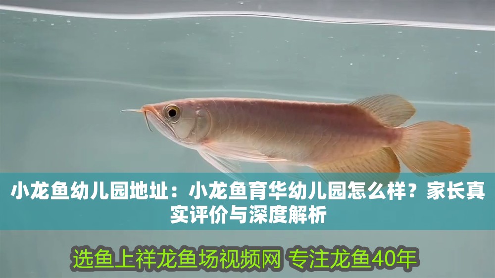 小龍魚幼兒園地址：小龍魚育華幼兒園怎么樣？家長真實評價與深度解析