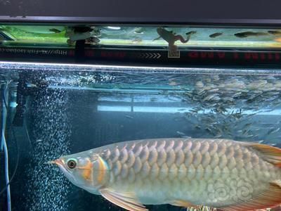 龍魚的最佳喂食時間：龍魚吃活食和飼料各有其好處