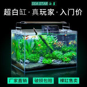 超白缸養龍魚好不好養活
