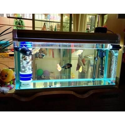 超白缸養龍魚好不好養活