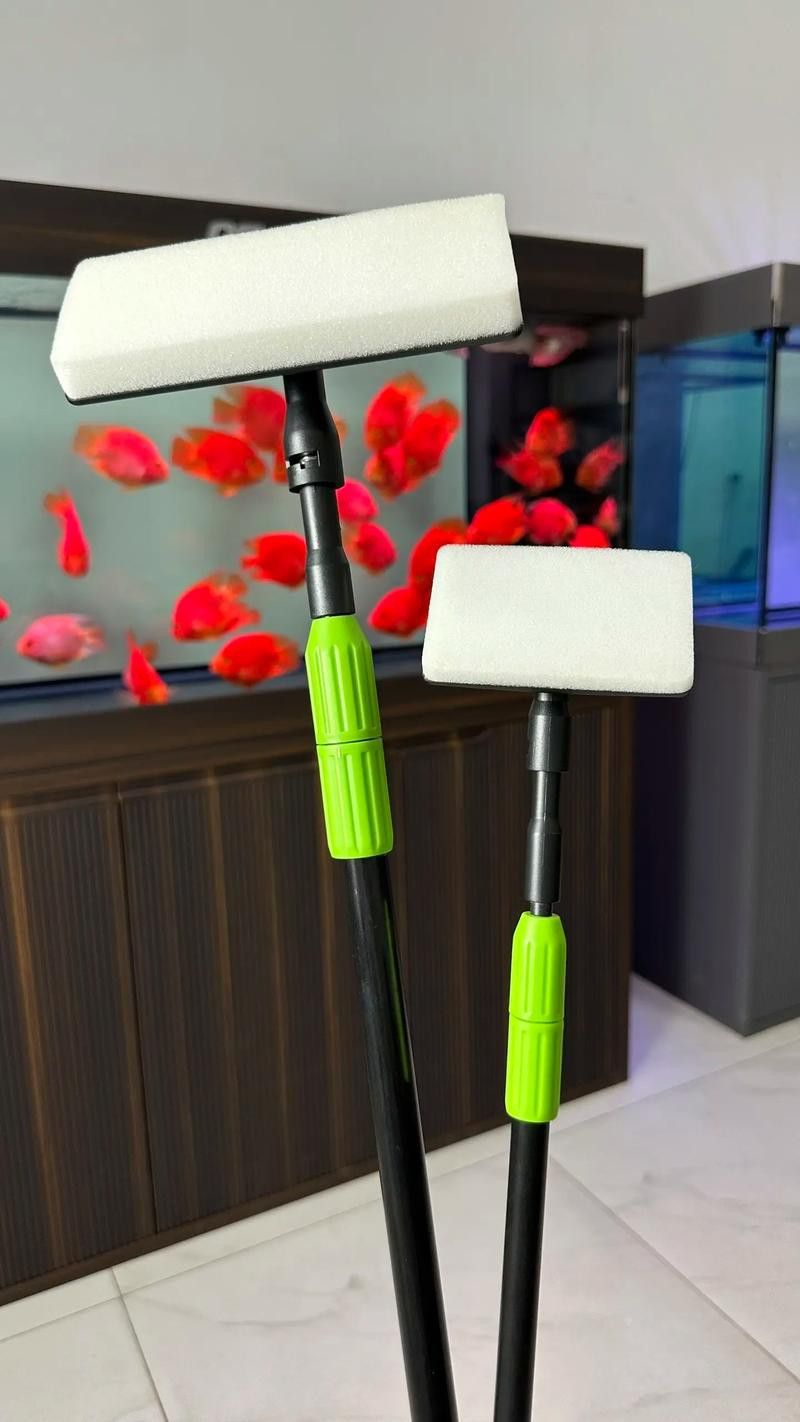 如何預防銀龍魚凸眼病的發生？