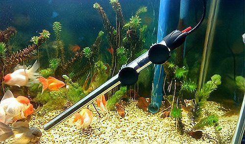 龍魚體外細菌最怕三個東西