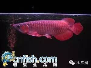 龍魚的歷史：龍魚歷史的詳細信息，龍魚的歷史可以追溯到16世紀的中國