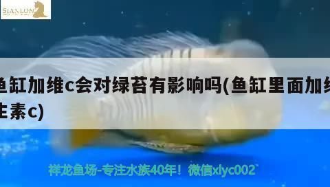 龍魚熱帶魚生物液可以放錦鯉：龍魚和熱帶魚生物液可以一起養(yǎng)殖但要注意水溫、酸堿度和過濾系統(tǒng)等方面的問題