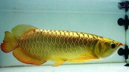 龍魚腸炎怎么治療最有效視頻：龍魚腸炎怎么治療最有效