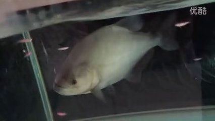龍魚(yú)在印尼多少錢(qián)一只啊：印尼龍魚(yú)價(jià)格可以根據(jù)品種、大小、品相等因素不同