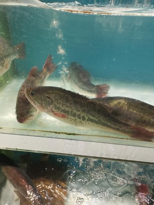 鱸魚長什么樣子圖片大全