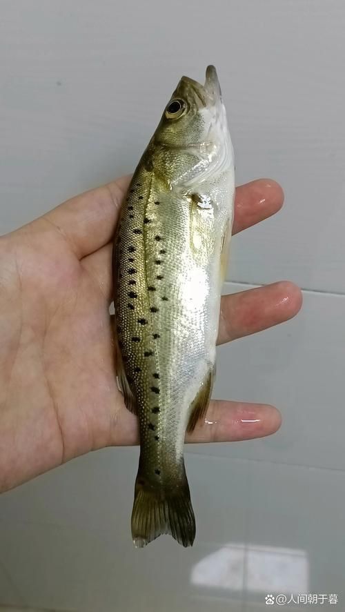 鱸魚長什么樣子圖片大全