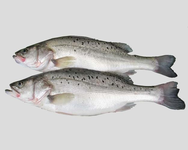 鱸魚長什么樣子圖片大全