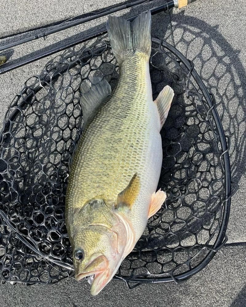 鱸魚長什么樣子圖片大全