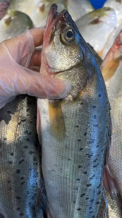 鱸魚長什么樣子圖片大全