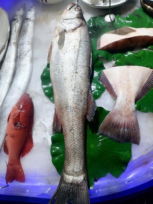 鱸魚長什么樣子圖片大全