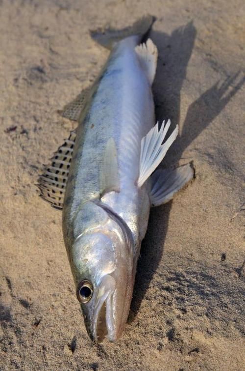 鱸魚長什么樣子圖片大全