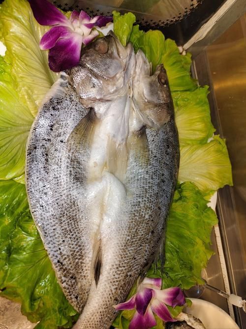 鱸魚長什么樣子圖片大全