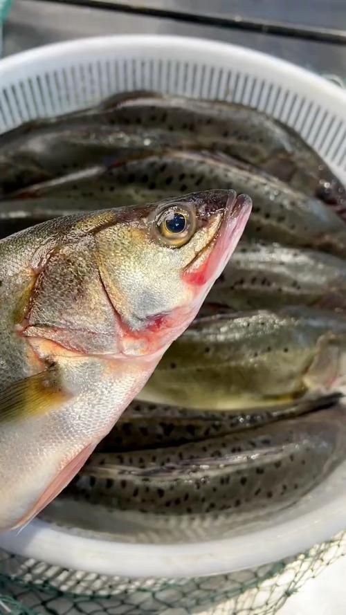 鱸魚長什么樣子圖片大全