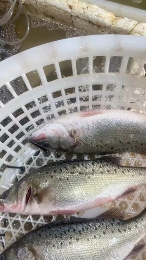 鱸魚長什么樣子圖片大全