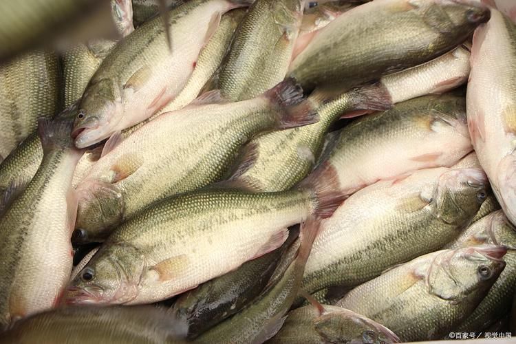 鱸魚長什么樣子圖片大全
