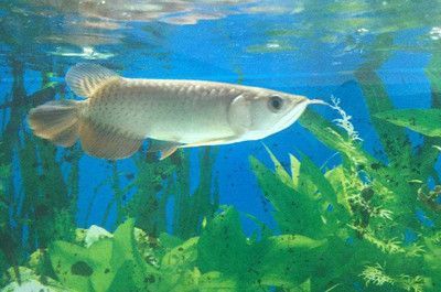 龍魚的飼養溫度和注意事項：龍魚腸炎土霉素使用方法