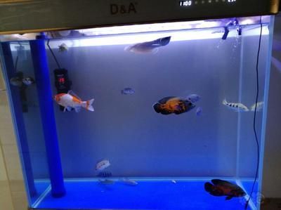 龍魚入新缸日子怎么樣好養：龍魚入新缸日子怎么樣好養龍魚入新缸日子怎么養