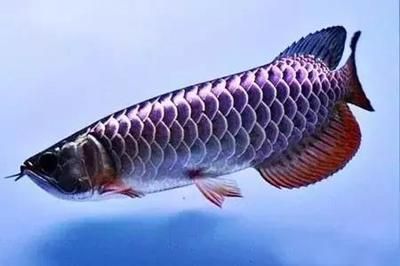 龍魚胡子撞沒了：當龍魚的胡須受損時需要采取適當的措施來處理以下處理方法