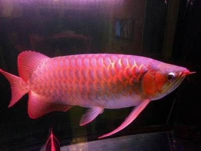 使用仟湖龍魚5號的基本步驟和注意事項：仟湖龍魚5號使用基本步驟和注意事項和注意事項