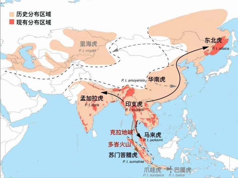 老虎的歷史 老虎的歷史 龍魚(yú)百科 第4張