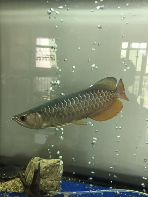 手機壁紙金龍魚