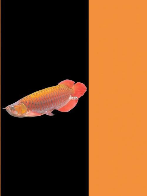 手機壁紙金龍魚