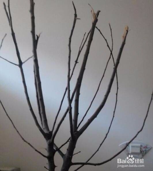 如何判斷沉木是否完全碳化？